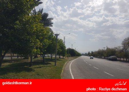 نامهربانی با درختان نارنج ورودی شهر جیرفت