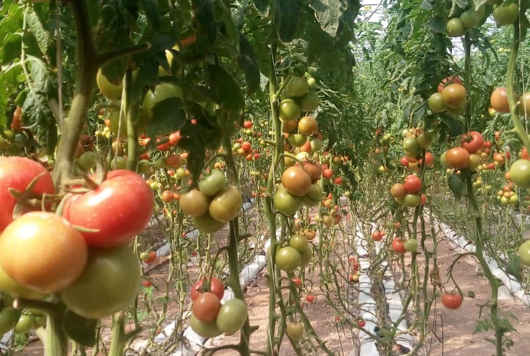 کرونا صادرات گوجه بمی ها را تحت شعاع قرار داد