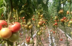 کرونا صادرات گوجه بمی ها را تحت شعاع قرار داد